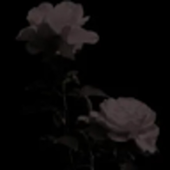 Meet your Posher, Noel - Picture 1 of 1